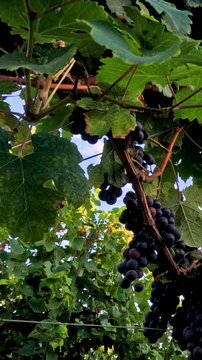 Grapevines Under a Clear Sky