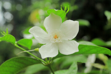 white flowers of a tree