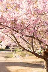 Wild Himalayan Cherry (Prunus cerasoides) or thai sakura flower