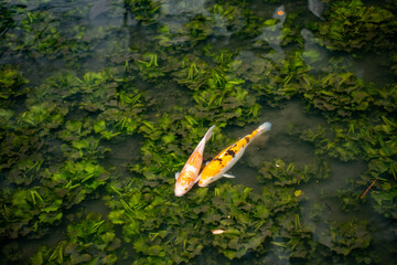 Fish in a pond in Suzhou, China