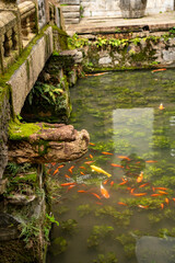 Fish in a pond in Suzhou, China