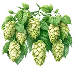 Fototapeta premium Lush Green Hops Vine with Abundant Cones