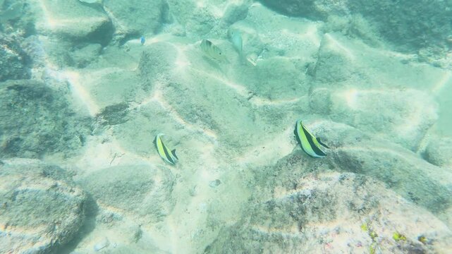 Underwater Snorkeling at Laem Singh Beach