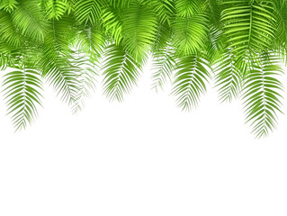 Fototapeta premium Illustration of Lush Green Tropical Leaves Foliage Transparent Background a Natural Floral Pattern Design of Jungle Botanical Plants Exotic Palm Tree Branches