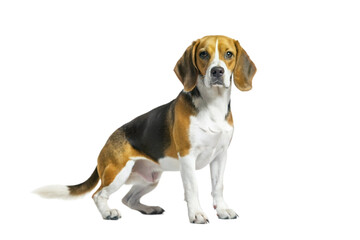 A Stunning Beagle Dog Sitting on a Black Background, Showcasing its Tricolor Coat
