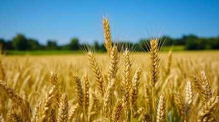 Fototapeta premium Golden wheat field, sunny day, rural landscape, harvest
