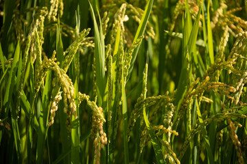 実がつき始めた稲穂
