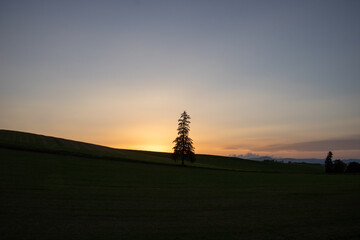 秋の美しい夕暮れの空と畑に立つマツの木　美瑛町
