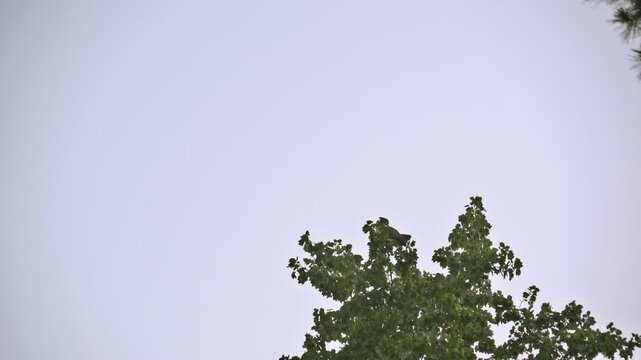 A large, male, Great Horned Owl perched on the top of a Poplar Tree hooting, with sound.