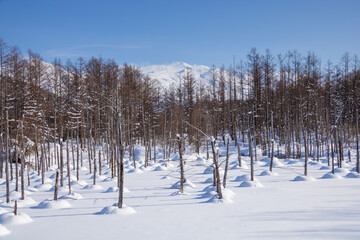 雪に覆われた青い池
