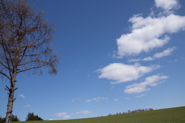 春の緑の畑と青空
