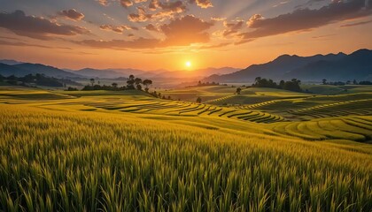 Obraz premium Vietnam Rice Paddies at Sunset