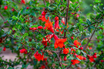 pomegranate red buds in the farm. Pollinated pomegranate flowers on tree.