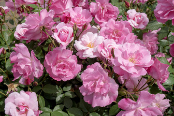 大きなブーケのような房咲きのピンクのバラ