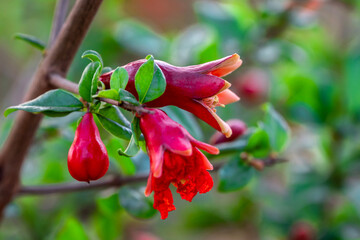 pomegranate red buds in the farm. Pollinated pomegranate flowers on tree.