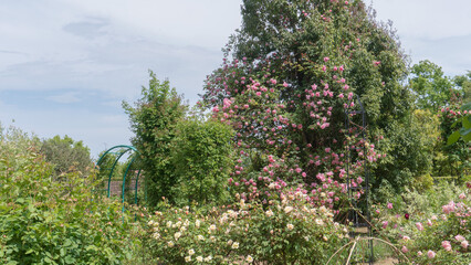 日本：花菜ガーデンにあるバラ園／神奈川県平塚市・4月