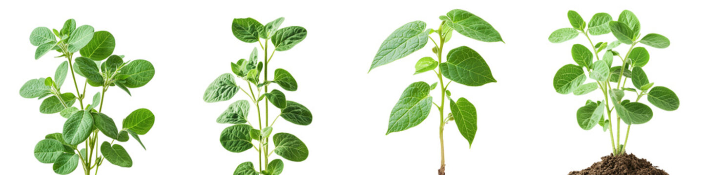 Four Stages of Soybean Plant Growth Showing Seedling Development from Sprout to Young Plant isolated on Transparent Background