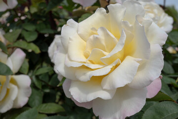 【バラ／ガーデンパーティー】クリーム色のピンクのぼかしが入ったバラをクローズアップ