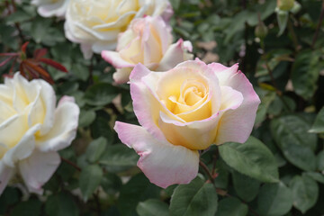 【バラ／ガーデンパーティー】クリーム色にピンクのぼかしの上品なバラをクローズアップ