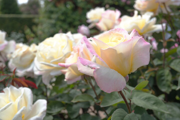 【バラ／ガーデンパーティー】クリーム色にピンクのぼかしの上品なバラをクローズアップ