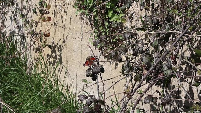 Gros plan d'un Paon du jour pos&eacute; sur une ronce, lumi&egrave;re naturelle.