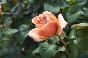 【バラ／カフェラテ】茶系の上品ななバラをクローズアップ