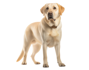 A majestic yellow Labrador Retriever posed gracefully against a white isolated background.