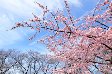 日本　埼玉の桜