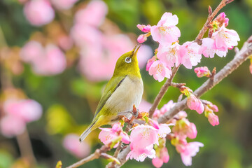 メジロと桜 