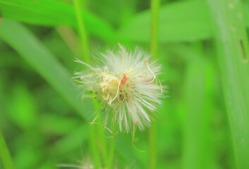 dandelion seed head