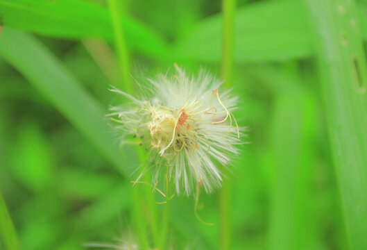 dandelion seed head - Powered by Adobe