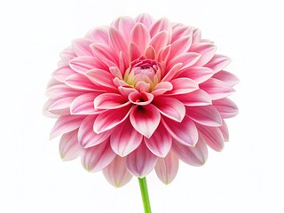 Fototapeta premium Minimalist Watercolor Flower PNG: Delicate Pink Blossom on White Background