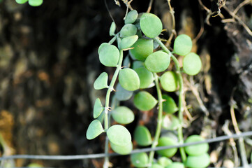 Dischidia nummularia Variegata, Dischidia nummularia Variegatege or dischidia nummularia