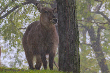 A lone waterbuck stands stoically in a downpour, its thick coat dampening under the relentless rain. The scene captures a moment of quiet resilience in the face of a downpour.