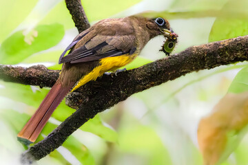 Northern black-throated trogon (Trogon tenellus), female. Carera National Park, Costa Rica. Selective focus on bird's eyes