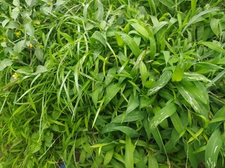 fresh green grass