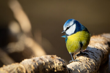 rrounded by soft natural light. Its delicate features, curious expression, and lively posture