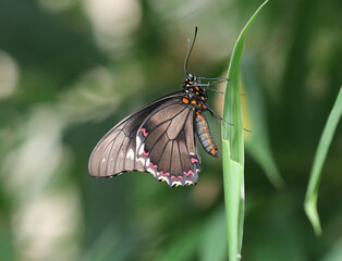 Goldrandsegler - Polydamas swallowtail