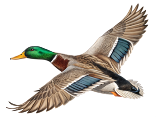 Flying Mallard Duck - Isolated on White Background as Transparent. PNG. AI GENERATED