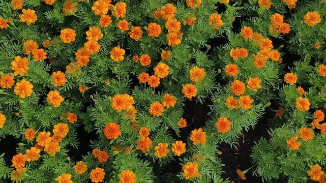 Footage full hd, high angle. Cosmos or Mexican Aster. Bright yellow flowers, a tropical. Morning sunlight and panning right to left real time quality video