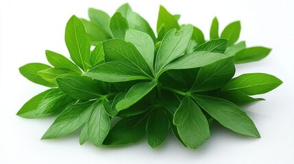 Fresh Green Leaves Nature Plant Herbal Botany