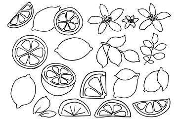 シンプルなレモンの葉と花とカットした断面のイラスト素材　ベクター