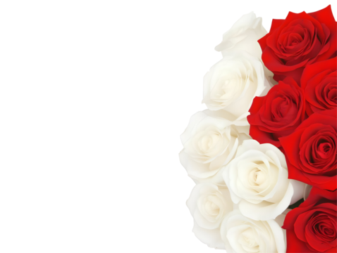Illustration of Red and White Roses Floral Transparent Background Bloom Roses for Wedding Romance Valentines Anniversary Celebration with Copy Space
