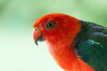 A close up photo of a king parrot male showing its beautiful red head and green body feathers in detail against a blurred background in a suburban garden on the Gold Coast in Queensland, Australia.
