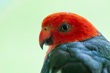 A close up photo of a king parrot male showing its beautiful red head and green body feathers in detail against a blurred background in a suburban garden on the Gold Coast in Queensland, Australia.