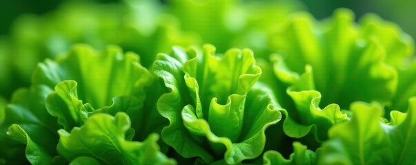 Vibrant green lettuce leaves, picked at peak ripeness , green, leaf