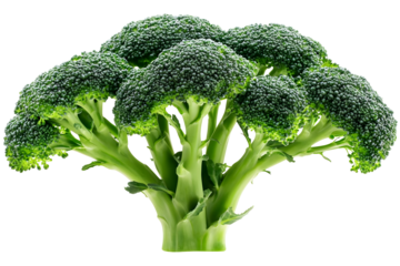 Realistic Photo of Fresh Green Broccoli Vegetable Isolated on Transparent Background Rich in Vitamins Full of Nutrition Representing Healthy Eating and Diet Plant Based Diet Source of Fiber