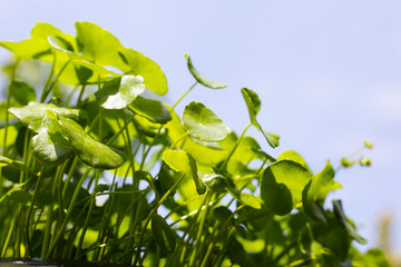 Centella asiatica (gotu kola). Fresh green leaves herb background.