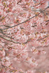 Kawazu　cherry blossom in spring