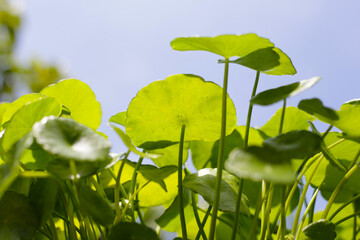 Centella asiatica (gotu kola). Fresh green leaves herb background.